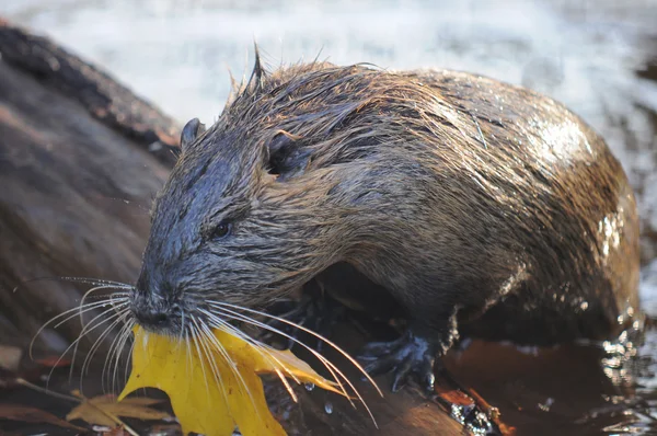 Nutria's zwemmen — Stockfoto