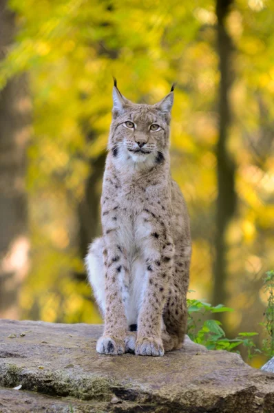 Sitting linx — Stock Photo, Image