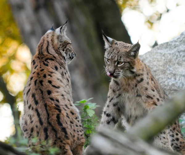 Young Lynx — Stock Photo, Image