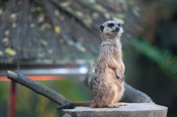 Erdmännchen — Stockfoto