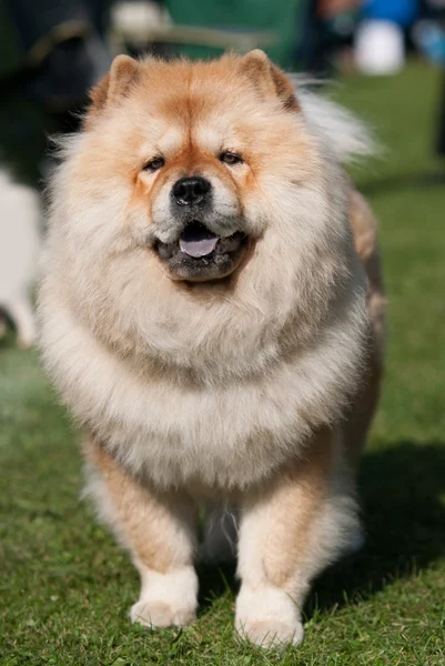 Chow Chow Ordförande — Stockfoto