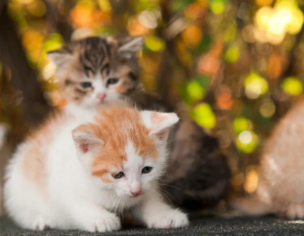 Iki küçük kedi yavrusu — Stok fotoğraf