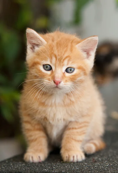 Pequeno gatinho — Fotografia de Stock