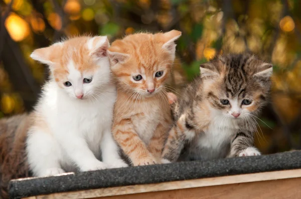 Three Kitten — Stock Photo, Image