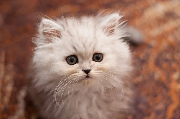 Söt liten Perser kattunge — Stockfoto