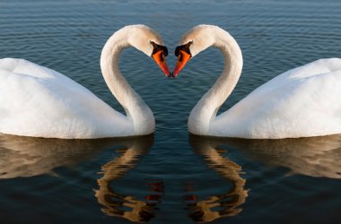 zwanen hart