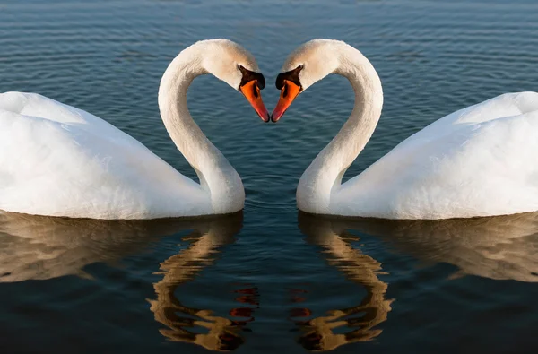 Swans heart Royalty Free Stock Photos