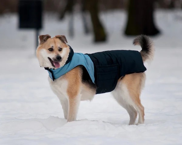 Perro con chaqueta — Foto de Stock