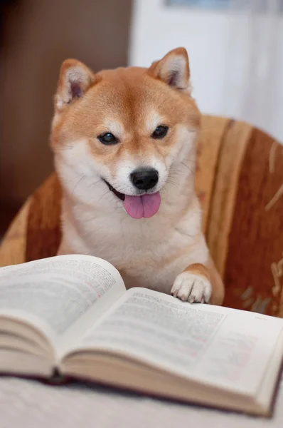 Hond lezen van een boek — Stockfoto