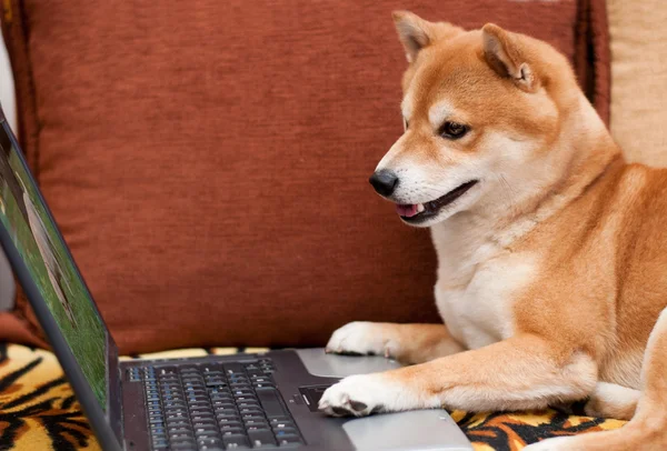 Hond met laptop — Stockfoto