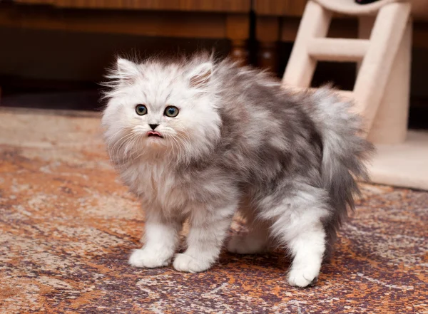 Jovem gatinho assustador — Fotografia de Stock