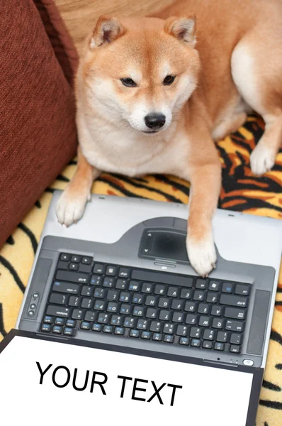 Hond met laptop — Stockfoto