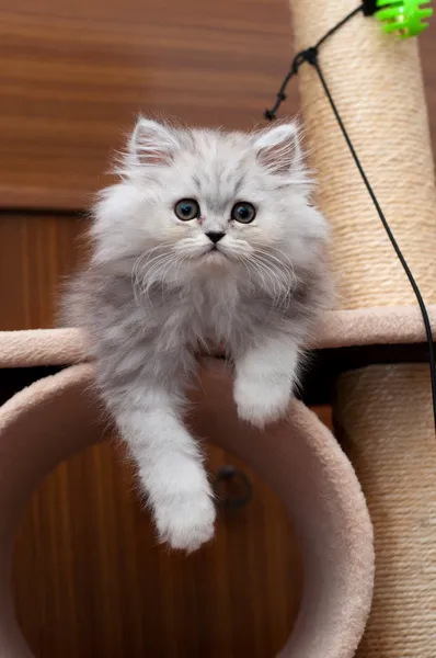 kitty cat evde oturan