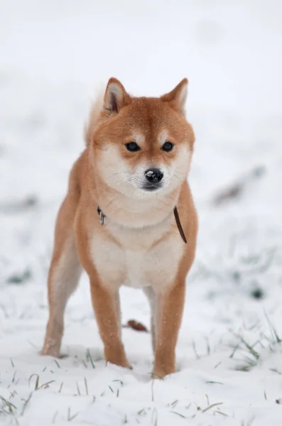 Chien dans neige — Photo