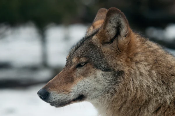 Szürke farkas (Canis lupus)) — Stock Fotó
