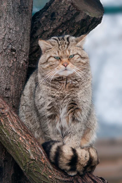 Wildkatze felis silvestris — Stockfoto