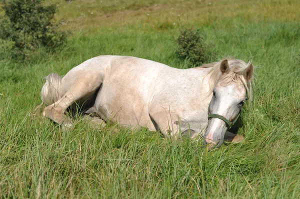 Koń śpi na trawie — Zdjęcie stockowe