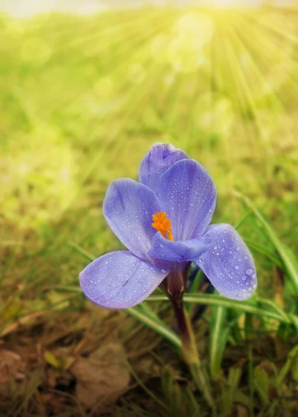 Krokusblüte — Stockfoto