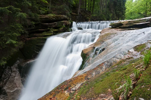 Forest stream — Stockfoto