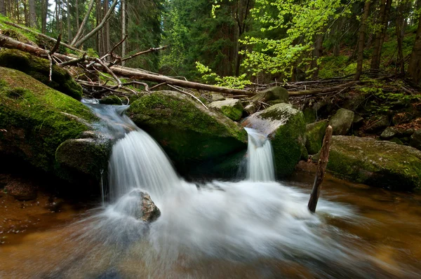 Forest stream — Stock Photo, Image