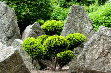 Bonsai Ağacı