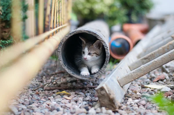 Joven gatito en la pipa —  Fotos de Stock
