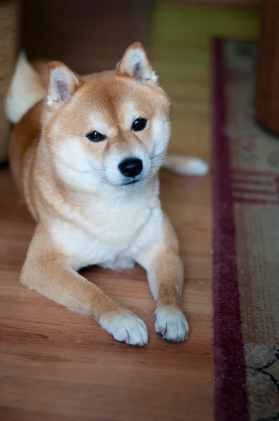 Shiba inu hond op een houten vloer. — Stockfoto