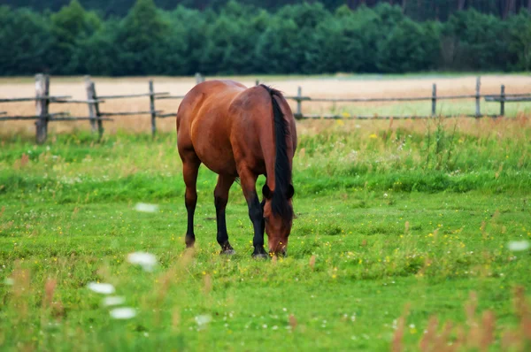 Koń i pola — Zdjęcie stockowe