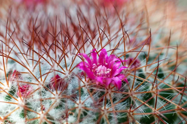 Cactus flower mammillaria — Stock Photo, Image