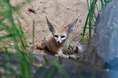 çöl tilkisi rezene tilki (Vulpes zerda)