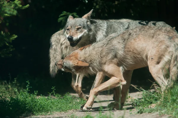 Banda de Lobo Maderero (Canis lupus ) —  Fotos de Stock