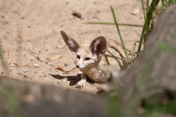 사막 여우 Fennec 여우 (여우속 zerda) — 스톡 사진