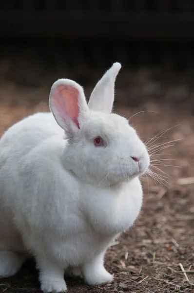 在稻草上的白兔子 — 图库照片
