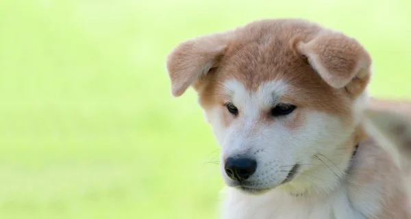 Cãozinho Akita Inu com pastelaria verde — Fotografia de Stock