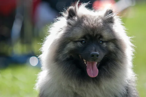 Keeshound, Keeshond — Stok fotoğraf