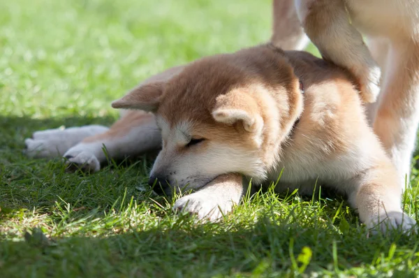 Sleeping Akita Inu puppy dog on green grass — Stock Photo, Image
