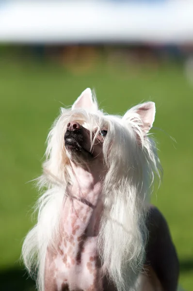 Çince Tepeli Köpek — Stok fotoğraf