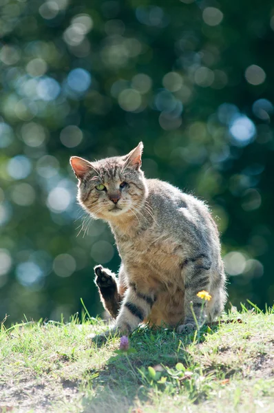 Bir göz olmadan evsiz kedi — Stok fotoğraf