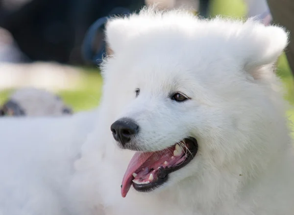 Bedårande samojed valp — Stockfoto