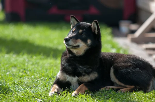 Stary czarny shiba inu — Zdjęcie stockowe