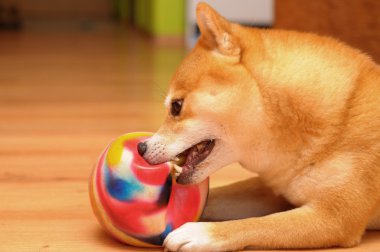 Shiba Inu köpek destroing bir top oyuncak