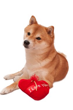 Kırmızı kalpli beyaz arka plan önünde Japon shiba Inu köpek