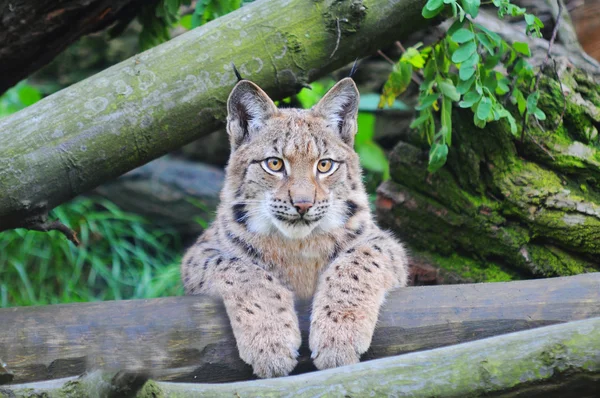 Lince euroasiático — Foto de Stock