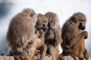 gossip monkey clipart