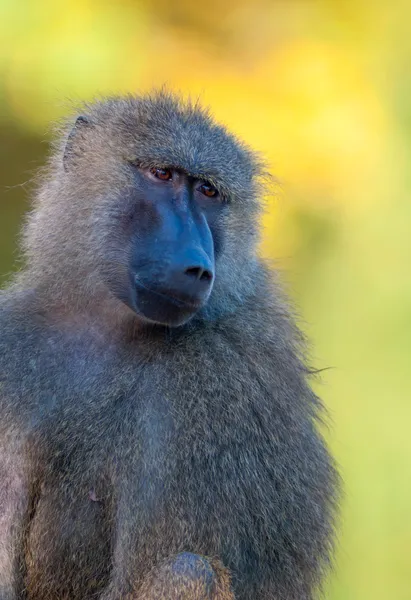 Portrét fo africké pavián opice — Stock fotografie