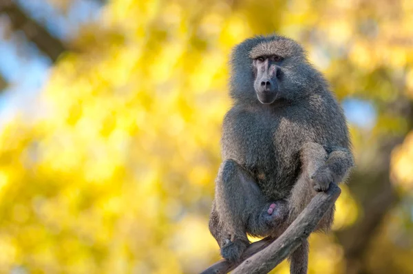 Retrato de mono babuino africano —  Fotos de Stock