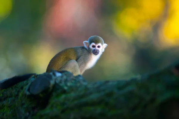 Eekhoorn aap - saimiri sciureus — Stockfoto