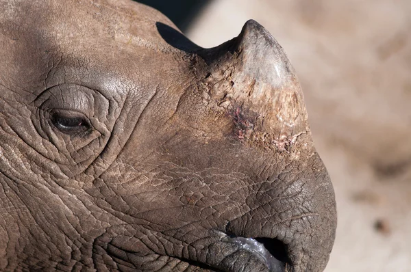 Zblízka na roh nosorožce — Stock fotografie