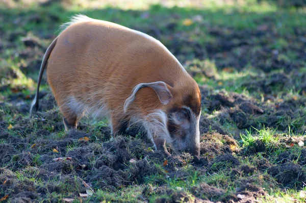 Red River Hog caminhando pela lama — Fotografia de Stock