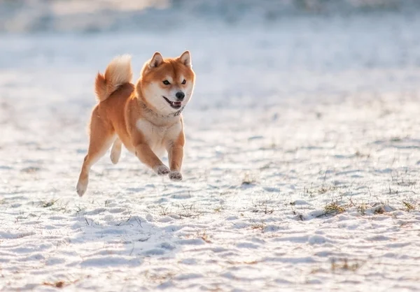 köpek shiba Inu kar üzerinde atladı